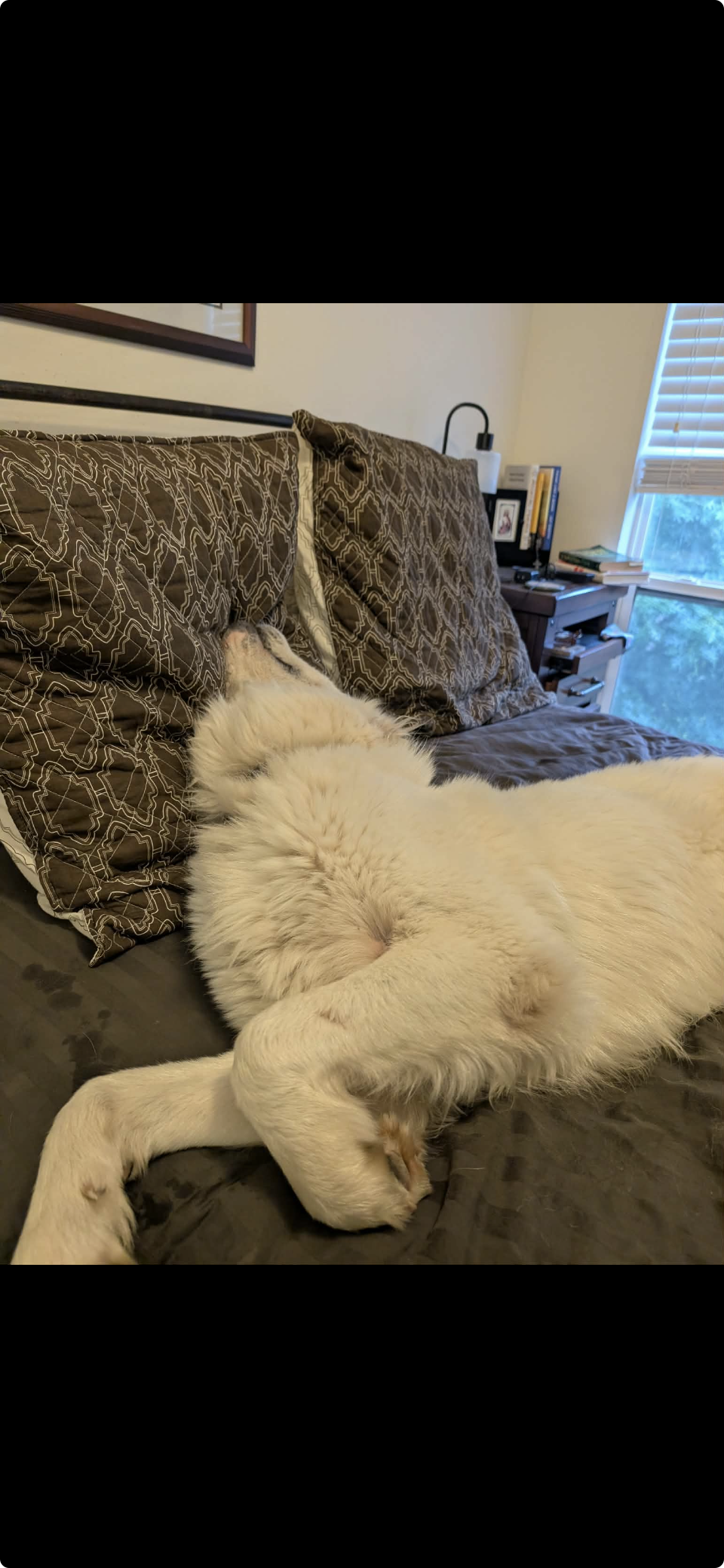JJ Bear